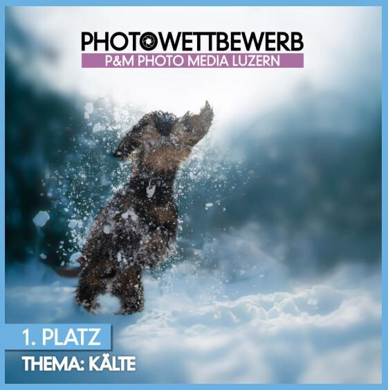 Fotowettbewerb 1. Platz von P&M Photo Luzern zeigt Dacke im Schnee im Schneegstöber