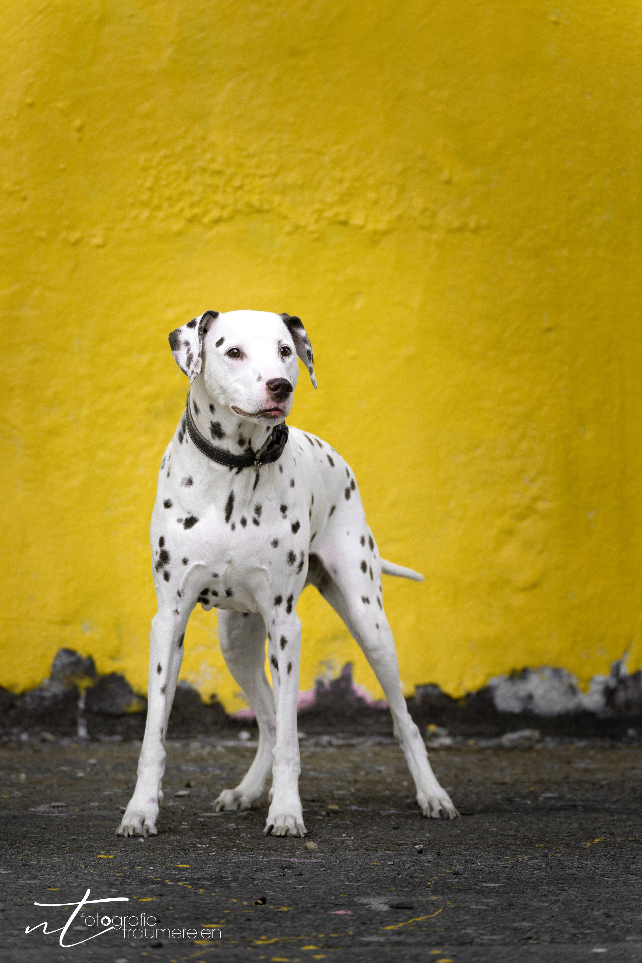 Wunderschöne Wunderschöne Dalmatinerhündin vor gelber Wand, Graffiti, Streetart, Tierfoto, Hundefoto